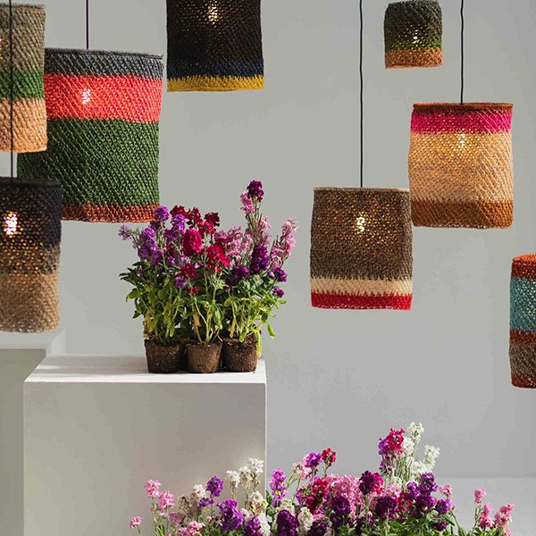 画像1: 【お取り寄せ】Colibrí コリブリ S (1)